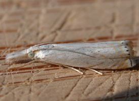 Small White Grass-veneer